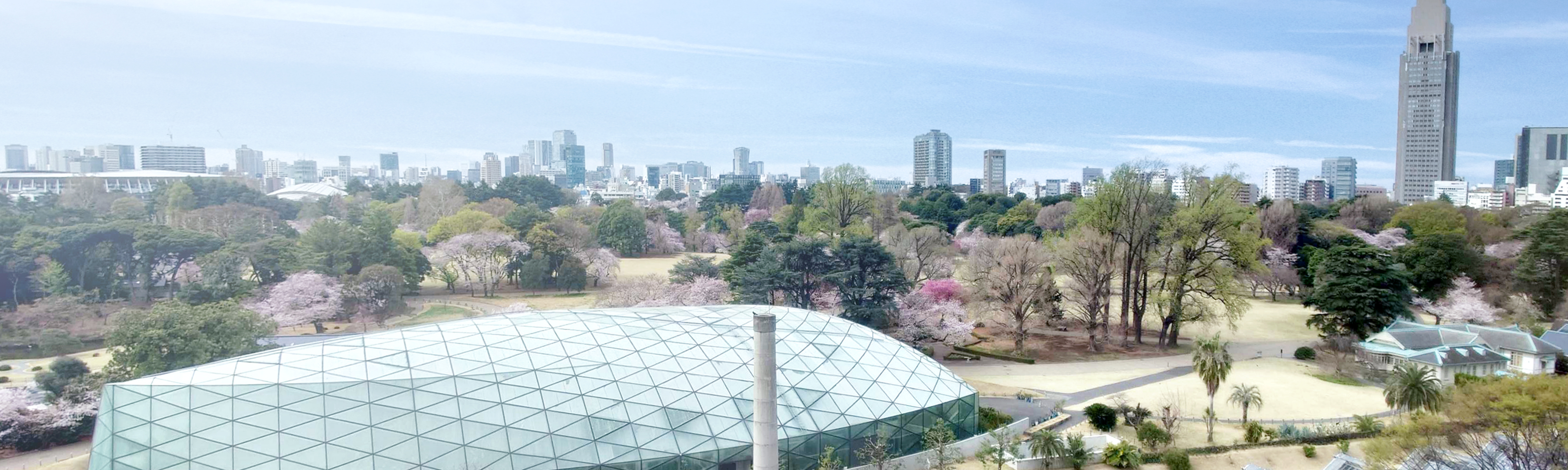 Shinjuku Gyoen Sakura