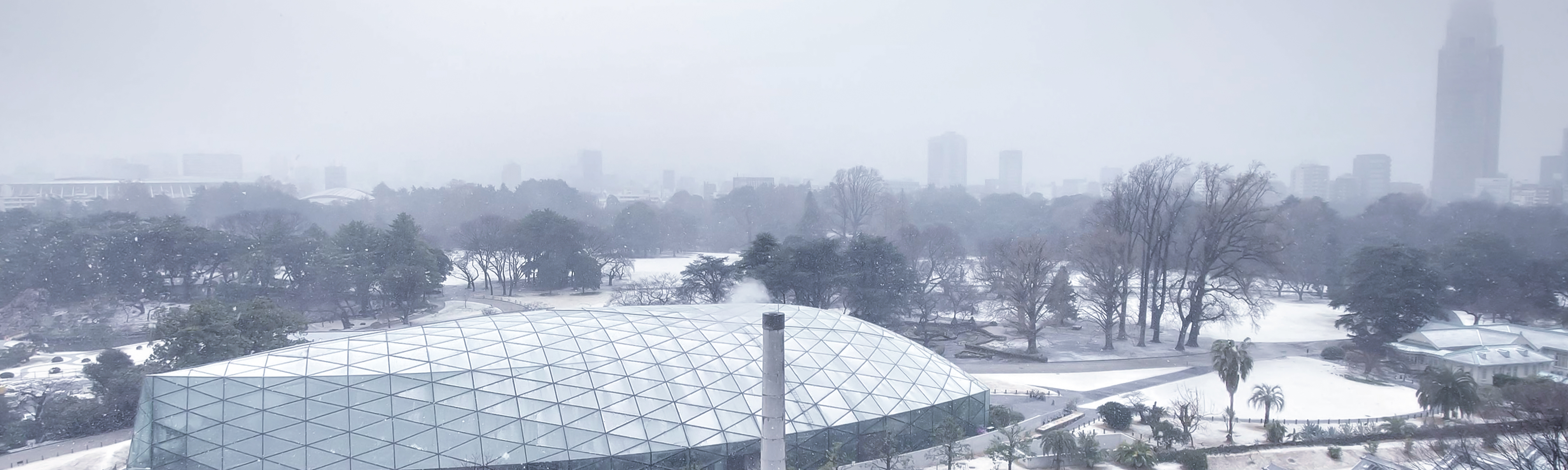 Shinjuku Gyoen Winter
